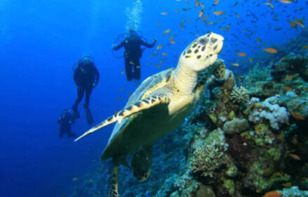 Cook Island Snorkelling and Turtle Encounters on the Tweed
