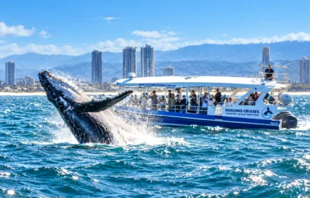 Whale Watching Tweed Coast: When to Visit and Where to Look